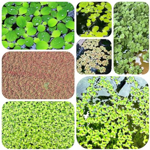 lenteja de agua para semillas de estanque, plantas raras plantas herbáceas estanque flotantes resistentes para el jardín variedades antiguas semillas acuario flotantes estanques verdes 400pcs