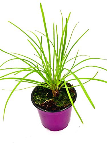 Schnittknoblauch Allium hybride Kräuterpflanze 4stk.