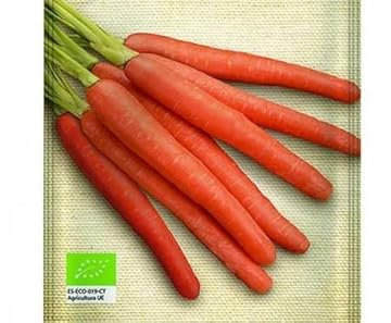 Semillas Zanahoria Nantesa DECOALIVE Fáciles de Cultivar en Casa para Tener Verduras Propias