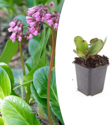 Bergenia cordifolia 'Herbstblüte' | 24 piezas - 10-25cm - Ø9cm - Planta de jardín