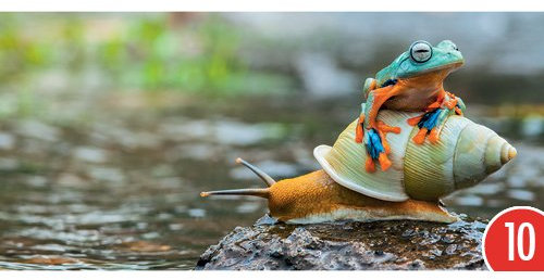 10er-Pack: Postkarte PANORAMA +++ GEO von modern times +++ SCHNECKE & FROSCH * XXL +++ BK.EDITION GEO © Shutterstock