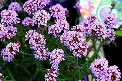 Patagonisches Eisenkraut - Verbena bonariensis - 400 Samen