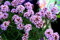Patagonisches Eisenkraut - Verbena bonariensis - 400 Samen