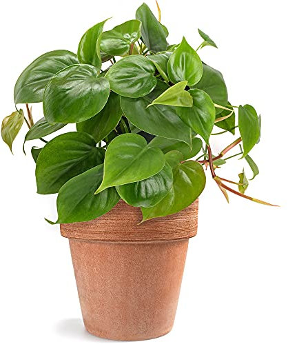 Philodendron scandens | Filodendro Rampicante da Appendere (15cm)