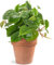 Philodendron scandens | Filodendro Rampicante da Appendere (15cm)