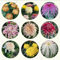 50 pcs chrysanthemen pflanzen samen - bienenwiese saatgut mehrjährig winterhart chrysantheme,Chrysanthemum morifolium, zimmerpflanze balkon deko exotische gartensamen
