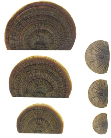 Pilzregal Wanddekoration, Wandschwebender Pilzregal, Harz Pilz Lagerregal, Dekorative Wandhalterung, Pilz Wandregal Set, Schwebende Pilzregale, skurriles Pilz-Wanddekor