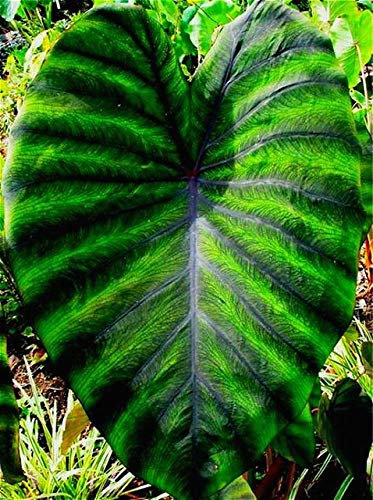 Cimelio Alocasia Macrorrhiza Verde Gigante Taro Piante da Interno Orecchie di Elefante Taro Bonsai Vegetale Raro Calla Bonsai 20 Pezzi/Confezione: Multicolore