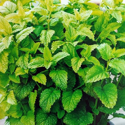 500 Samen Zitronenmelisse Mehrjährig Kräuter Gewürz Melissa officinalis