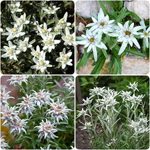 Edelweiss Pflanzen Samen - Leontopodium Alpinum - Seltene Pflanzen Serie - Blumenwiese Mehrjährig Winterhart Dachbegrünung Samen Kunst Züchten Bodendecker Winterhart Mehrjährig Flanzen 300 Stück