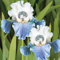 Iris Zwiebeln, Einfach Zu ZüChten, Winterhart Pflanzen, Pflanzen, Winterhart Zwiebeln Die BlüTen Sind Groß, Schwertlilie, Schwertlilien, Schwertlilie Blau-4zwiebeln-b