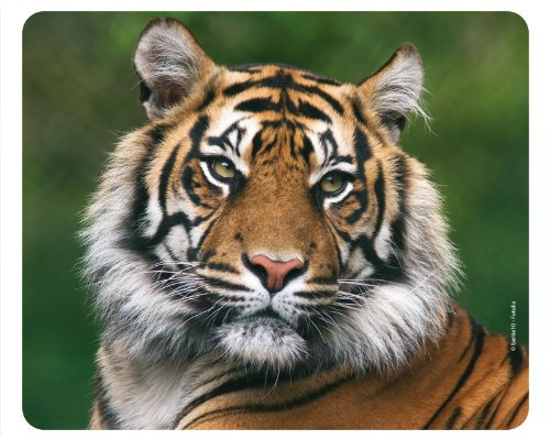 TIGRE Tapis de souris (24 x 19 cm) en caoutchouc spécial extrêmement résistant à la déchirure avec une face inférieure fortement adhésive pour une tenue optimale par Edition Colibri