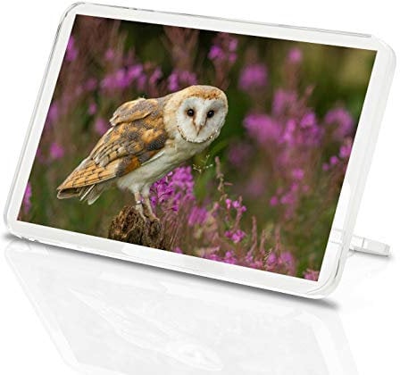 Pretty Barn Owl Classic Fridge Magnet - Bird Prey British Wildlife Gift #15813