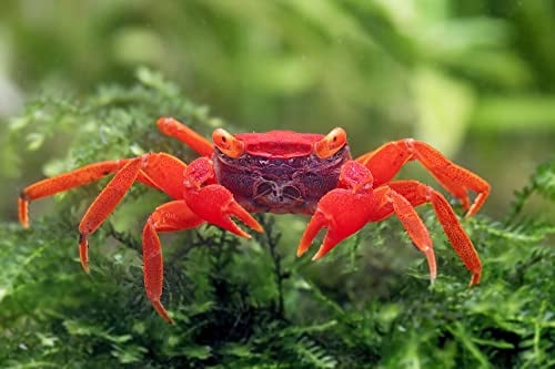 Garnelio Vampirkrabbe Tomato - Geosesarma spec. - leuchtend rote Krabben - ideal für bepflanzte Terrarien Aquarium 1x Vampire Crab
