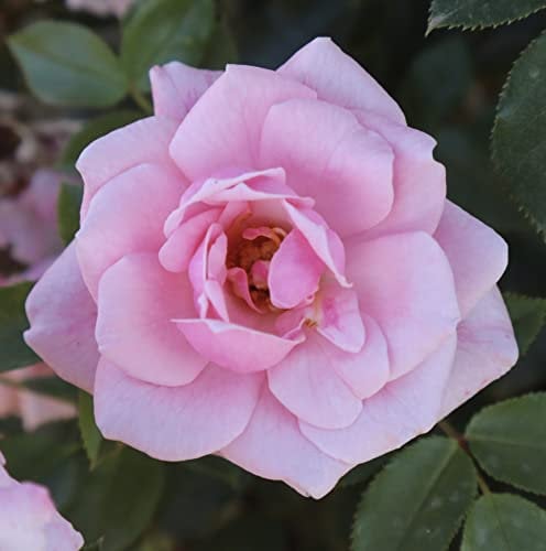 'Pretty Polly' Patio Rose - Pale Pink Clusters - Potted Rose - Lovely Gift Idea - Named Rose - 4 Litre Pot