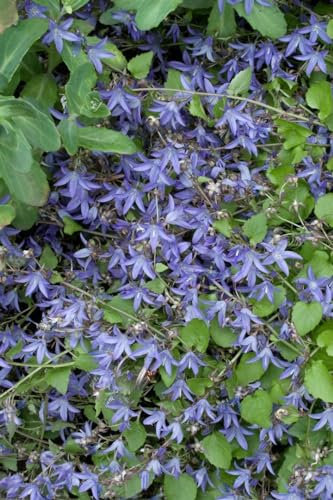 Polsterglockenblume 'Frühlingszauber' im Topf Campanula poscharskyana