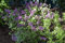 Meyer's Flieder Syringa meyeri 'Palibin' im Topf gewachsen ca. 30-40cm