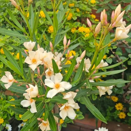 semi di oleandro, vecchie varietà Nerium oleandro, da giardino roccioso perenni acquistare di oleandro decorazione da giardino 25pcs