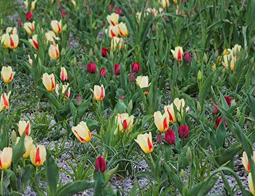 hansepuzzle 25163 - Tulpe Puzzle 1000 Teile - Natur-Puzzle mit hochwertiger Aufbewahrung: Kartonbox und wiederverschließbarem Beutel - Format 60 × 46 cm