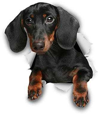 Winston & Bear 3D-Hund Aufkleber - 2 Pack - Schwarz Dackel für Wand, Kühlschrank, WC und mehr Dackel-Aufkleber