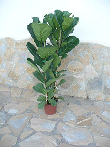 Geigen-Feige, Ficus lyrata - ca. 100-110 cm, eine Pflanze, Zimmerpflanze