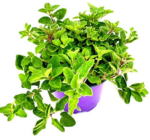 Griechischer-Oregano Hot&Spicy der echte Pizza-Oregano!