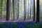 Hexoa Tableau Nature jacinthes et sous-Bois - Made in France - Tableau Verre Acrylique 45x30