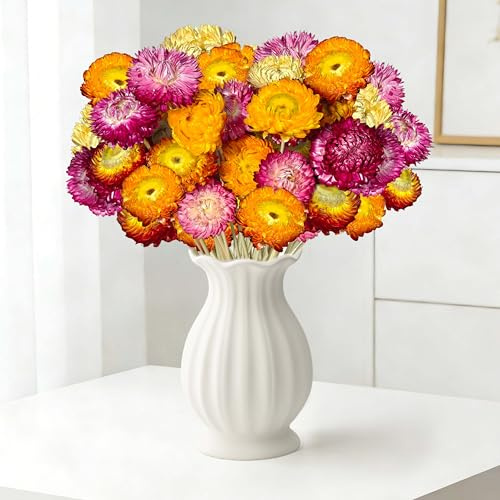 Aufisi Getrocknete Blumen, 40 Stück mehrfarbige getrocknete Gänseblümchen mit Stielen für Hochzeiten Zuhause und Büroparty-Dekoration