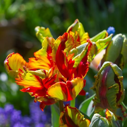 15 Pcs Tulpenzwiebeln Kaufen - Tulipa Gesneriana - Tulpen Zwiebeln, Frische Blumen, Gartendeko Für Draußen Tulpenzwiebel, Blumenzwiebeln Tulpen, Deko Blumen, Topfpflanzen Echt Blumenzwiebel