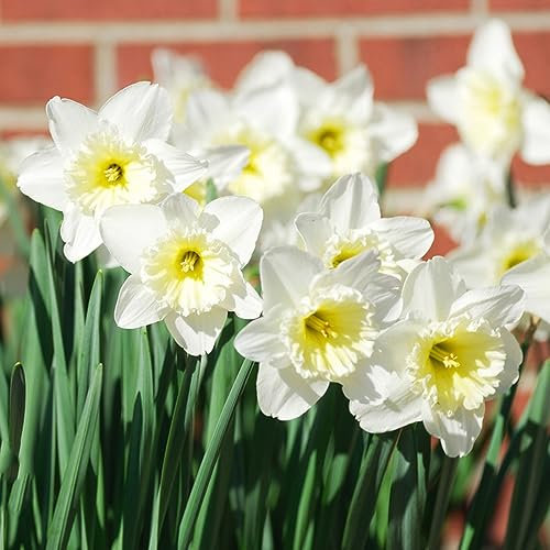3 pcs osterglocken narzissen zwiebeln winterhart - gartenblumen winterharte stauden narzissenzwiebeln,Narcissus wildblumen büropflanzen kräutergarten geschenk frühblüher zwiebeln Hydrokultur