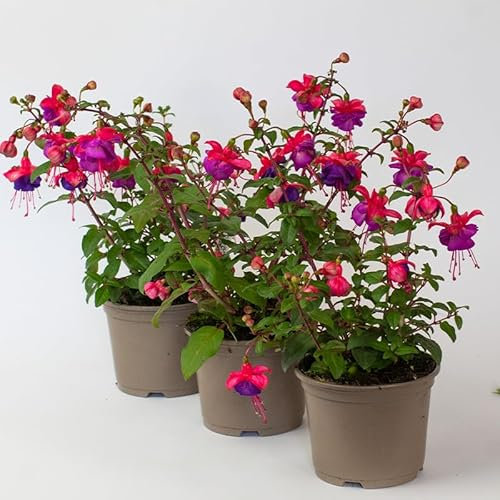 3 x Fuchsia Plant – Outdoor Plants Garden Ready in 10.5m pots, Great for Hanging Basket, Borders, or containers, Hardy Fuchsia Plants UK (3, G Monk)