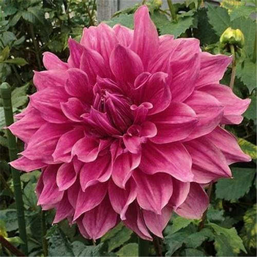 (Dahlienknolle, Dahlienpflanze) Winterharte Gartenpflanze, die im Sommer blüht-10knollen-B