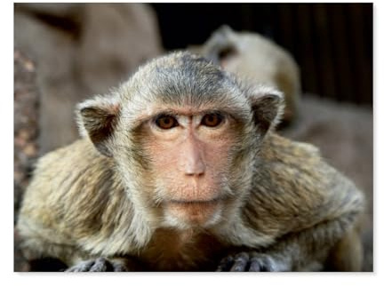 Jigsaw Puzzle 1000 Pieces for Adults，Thailand, monkey in Lopburi，Kids Teens Large Families Puzzle Game（50x70cm）-AO88