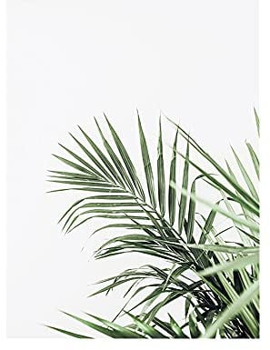 OYFFL Tropische Pflanzen Leinwandmalerei Sukkulenten Poster Palmblatt Monstera Botanical Prints Wandkunst Poster für Raumdekor (50 * 70cm Rahmenlos,2)