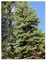 Abies magnifica - Pracht-Tanne - 10 Samen