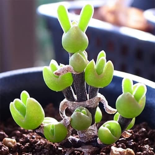 Monilaria obconica semi,piante carnivore piante grasse piante grasse,serie di piante rare,piante da giardinaggio in vaso piante decorative perenni resistenti balcone letto 600 Pezzi