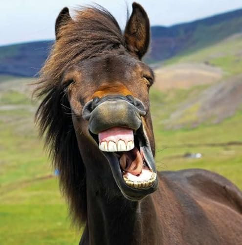 Noel Tatt Geburtstagskarte, unbeschriftet, für Männer/Frauen – Lachendes Pferd – umweltfreundlich und recycelbar