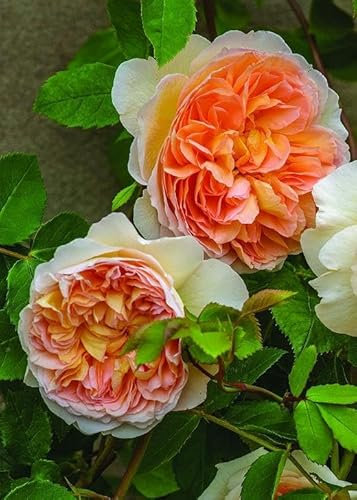 Englische Rose Bathsheba ® (Container)