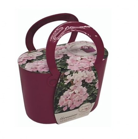 Anzucht-Set Geranienblüten, mit violettem Kunststofftopf, Blumenerde und Samen