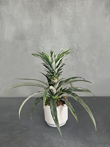 All Occasions Indoor Houseplants with Ceramic Pot, Real Indoor Plant for Home, Bedroom, Kitchen and Living Room, Perfect for Clean Air, Delivered Next Day Prime (Pineapple)