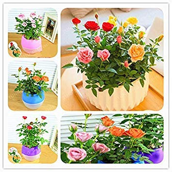 Potseed Mini Rose Miniatura Rose A Little Piante sveglie per Miniature Garden Pianta in Vaso di Fiori Della pianta del Regalo 100 pc/Bag: Mix