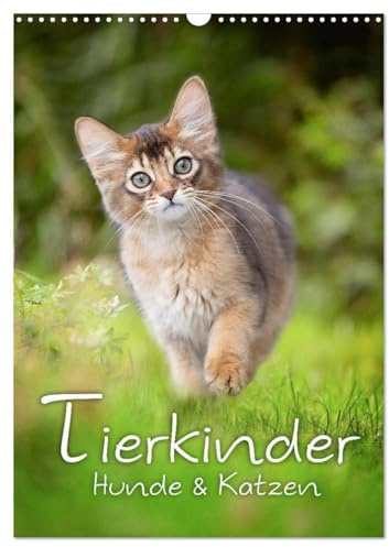 Tierkinder Hunde und Katzen (Wandkalender 2026 DIN A3 hoch), CALVENDO Monatskalender: Schöner Tierkinder Kalender mit Hunde- und Katzenkindern (CALVENDO Tiere)