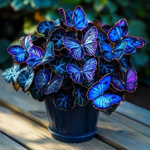 Hosta Rhizome//Funkien-Rhizom//Winterhart//Perfekt als Gartendekoration//-(NVNJHJN)-4 rhizome-A