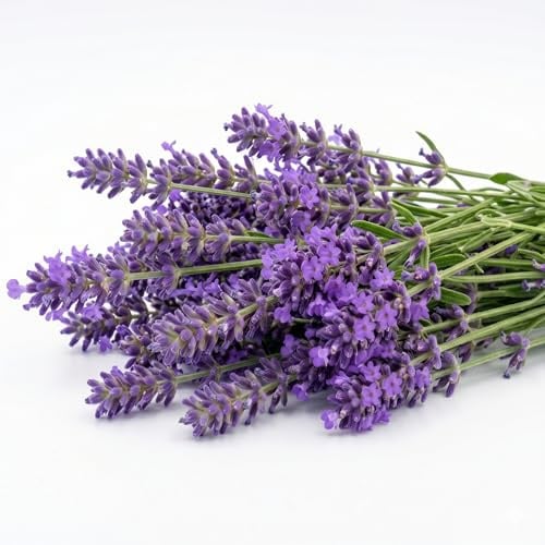 Semillas de Lavanda Aromática Alta Germinación | Semillas Lavanda Auténtica para Jardín y Balcón | Planta Aromática y Ornamental | fácil de cultivar | Antizanzare Natural