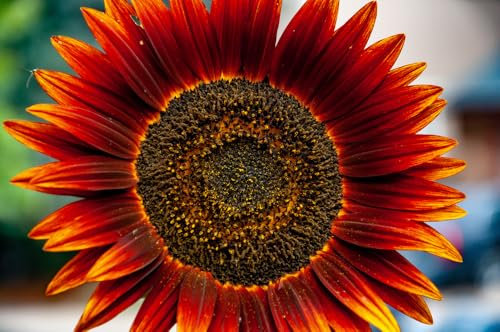 20 Samen Sonnenblume Sorte Abendsonne erinnert an einen Sonnenuntergang ein Blickfang in ihren Garten Rot-Orange Blüten