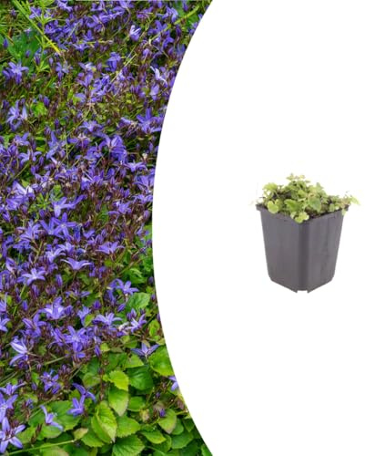 Campanula poscharskyana | 6 plantes - 10-25cm - Ø9cm - Plante de jardin