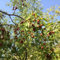 5 pcs chinesische jujube samen - Ziziphus jujuba - säulenobstbäume, garten jujube baum kaufen säulen obstbäume, pflanze pflanzen samen, balkonpflanzen pflanzen garten, samen balkon