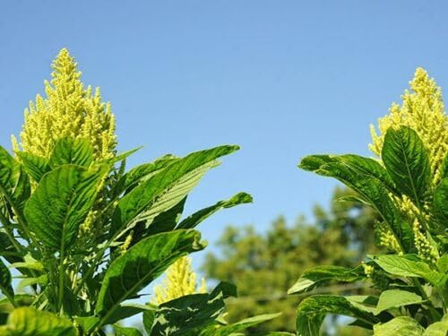 Amaranth - Amarant Aurelia’s Verde aus Guatemala 25+ Samen - Seeds Am 055