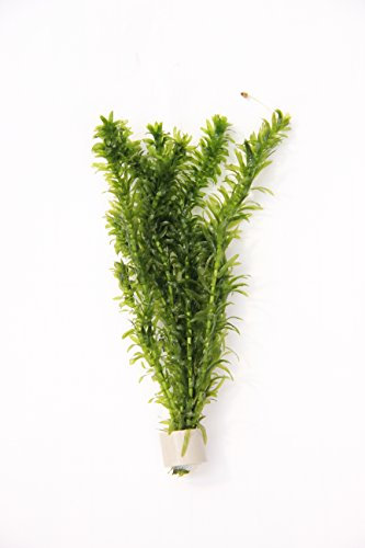 Deko im Trend 3 x Bund Egeria densa Elodea densa Wasserpflanze Wasserpest Pflanze 3xTonring Bunde