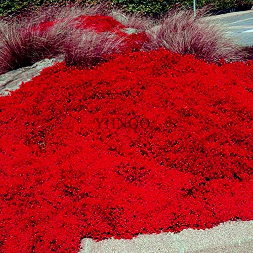Kalash nuevas 100 PC perenne tomillo rastrero semillas de plantas para jardinería roja